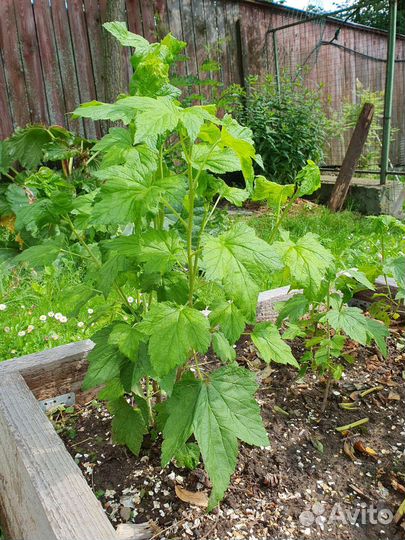 Саженцы крыжовника, чёрной смородины, калины