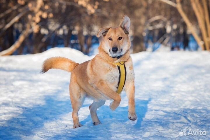 Мишка ищет хозяев. Собака в добрае руки