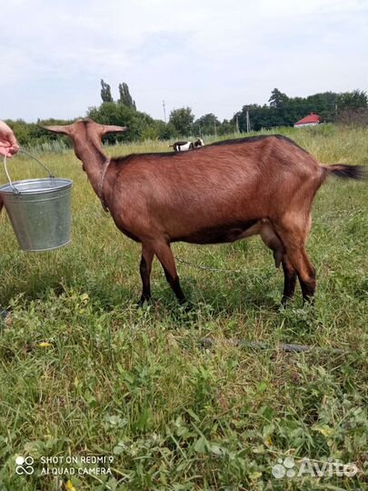 Чешская козочка