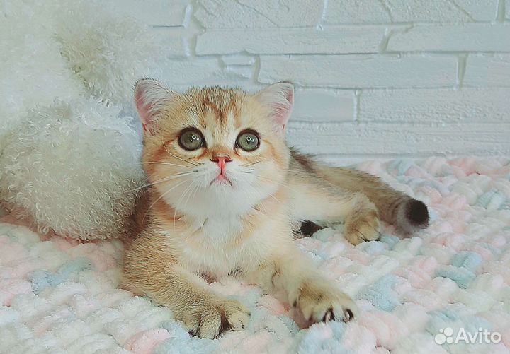 Шотландские котята