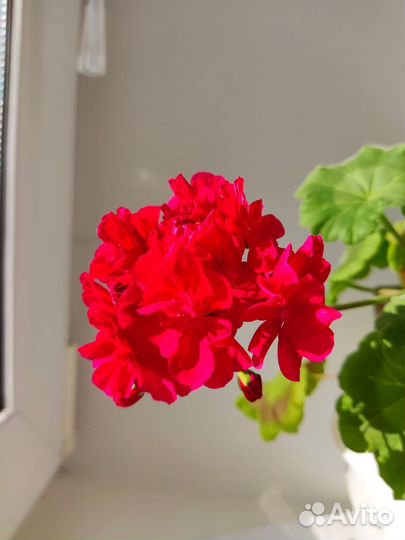 Герань пеларгония