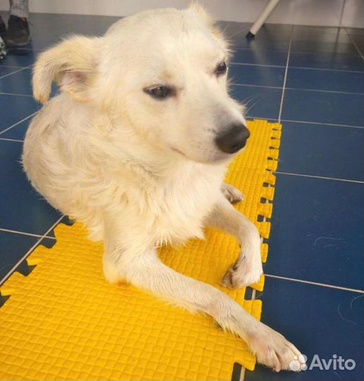 Собачка добрые руки