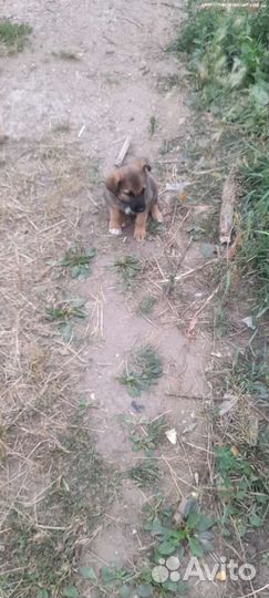 Щенки в добрые руки