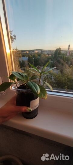 Гардения жасминовидная