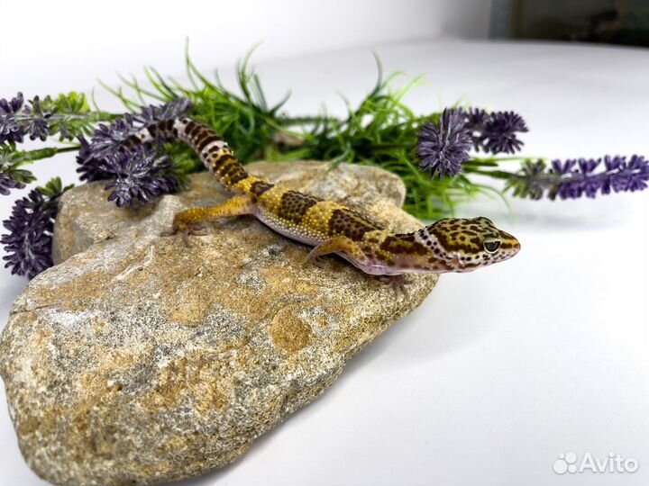 Эублефары мальки