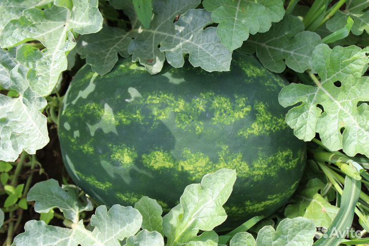 Семена арбуза 