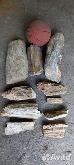 Окаменелое дерево