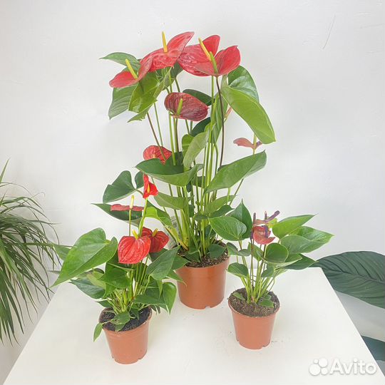 Антуриум Андре