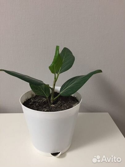 Отросток Фикуса бенгальского