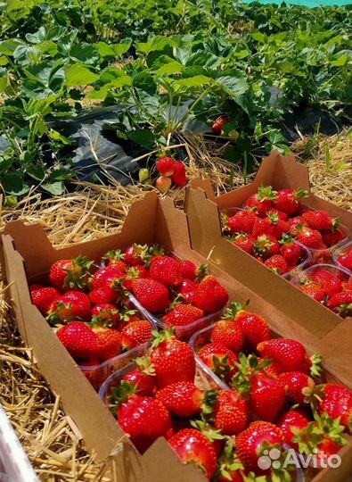 Клубника свежая