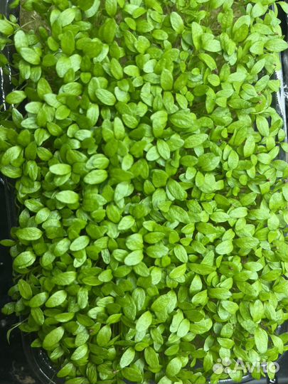 Микрозелень горошка