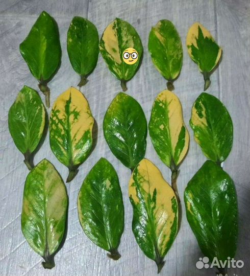 Замиокулькас Лакки еллоу вар