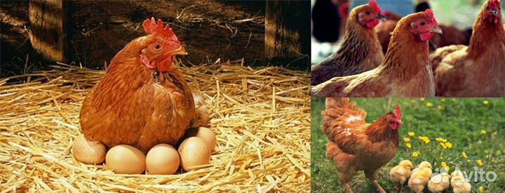 Куры, бройлеры, утки, гуси