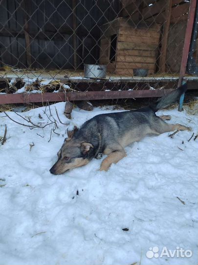 Собака ищет дом 1,5 года возраст.Стерилизована
