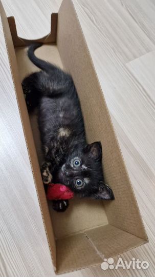 Отдам в добрые руки