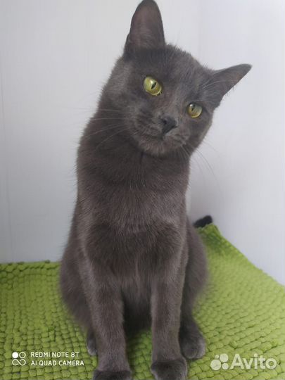 Котенок Марта