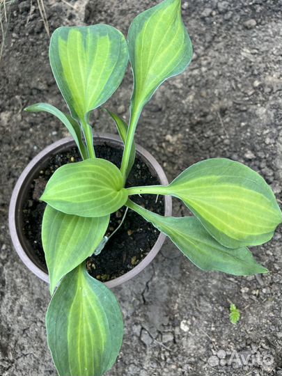 Кудрявая хоста