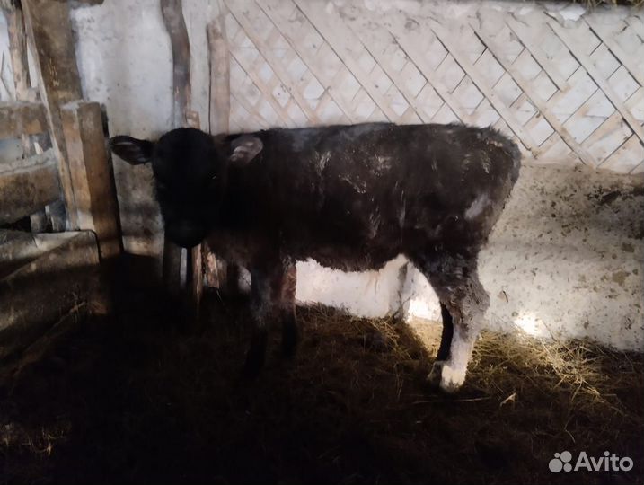 Корова высокоудойная