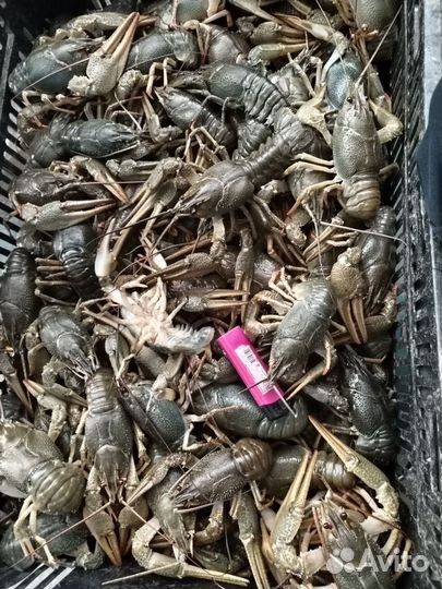 Живые раки с доставкой