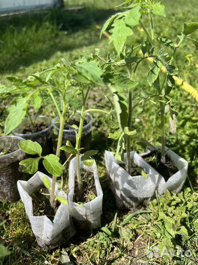 Рассада помидор подходят для открытого грунта