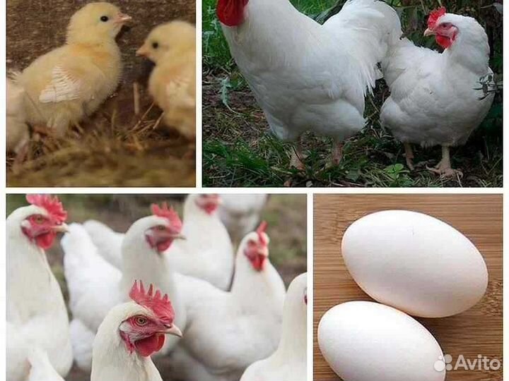Цыплята легорн суточные