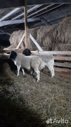 Ягнята дорперы