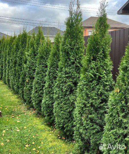 Туя с доставкой с полей