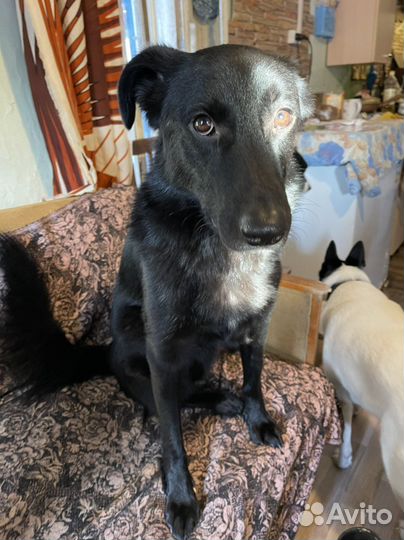 Собака в добрые руки