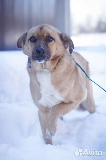 Очень добрый пес