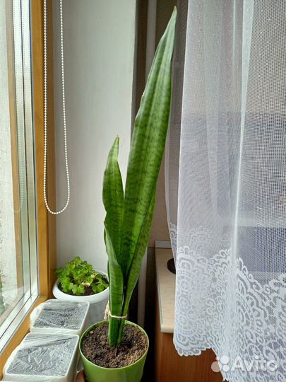 Сансевиерия