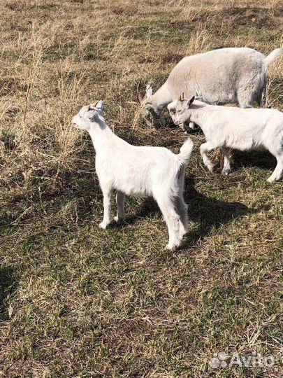 Козы и козлята