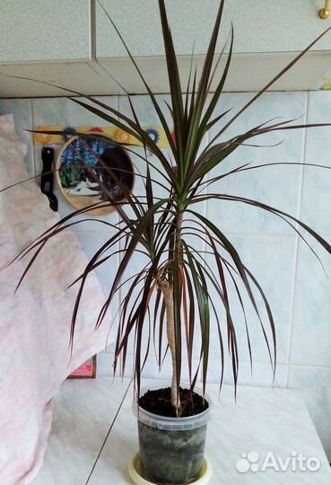 Комнатные растения