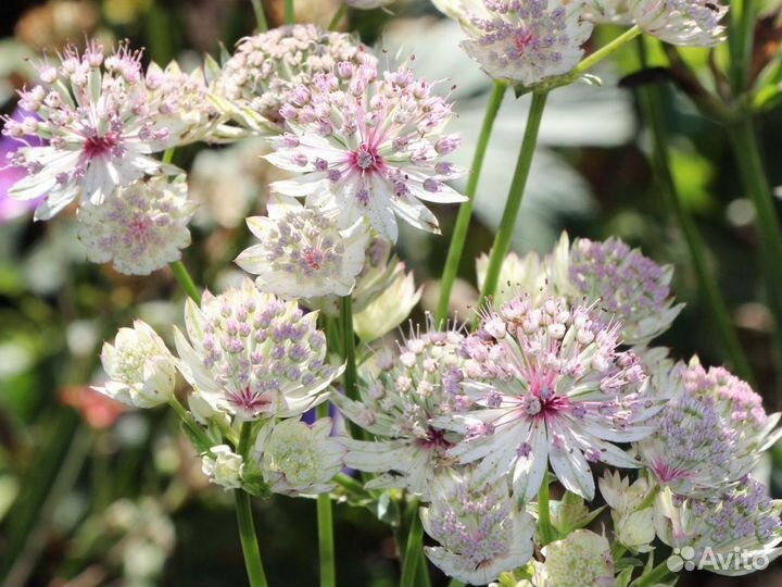 Многолетние садовые растения