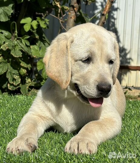 Щенки лабрадора