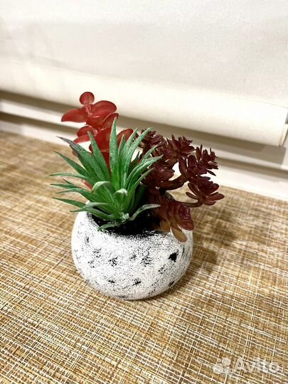 Суккуленты в кашпо Мох