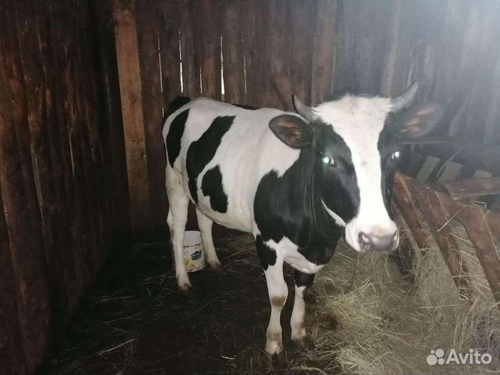 Нетель и бык