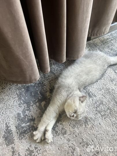 Британская кошка