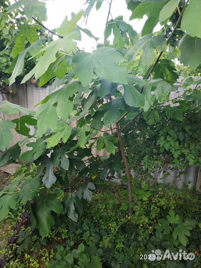 Инжир уже плодоносит