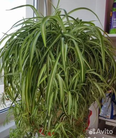 Хлорофитум кудрявый