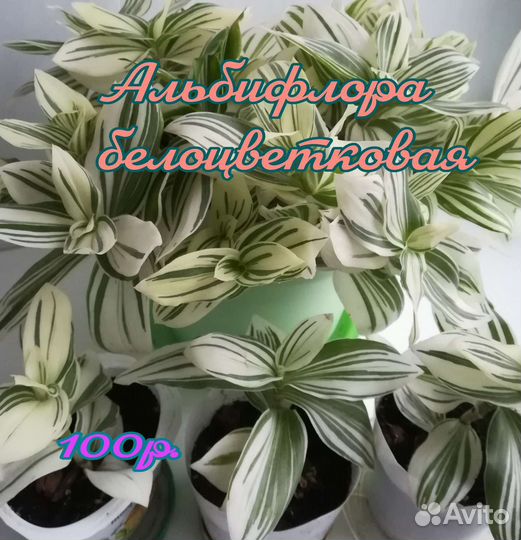 Традесканции разные ч.1