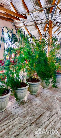 Аспарагус перистый