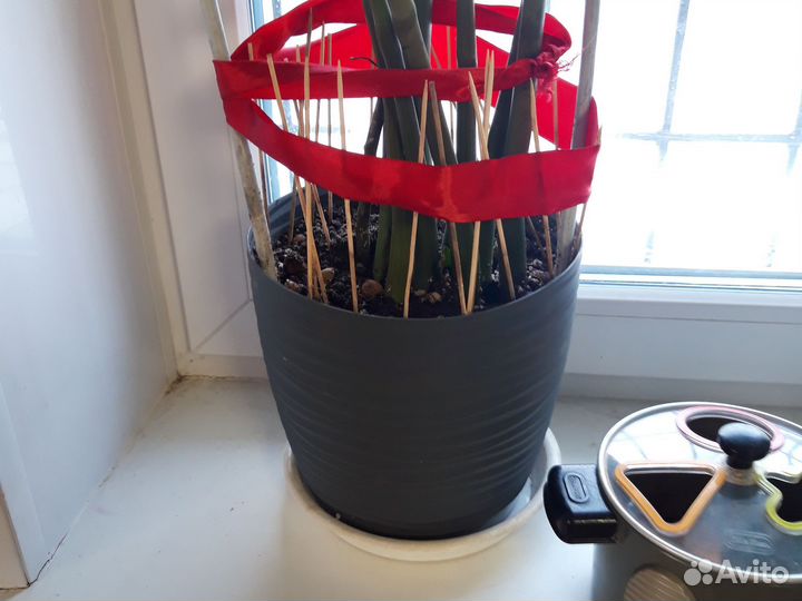 Замиокулькас