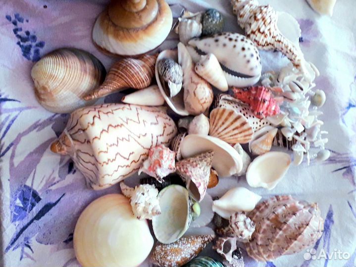 Ракушки для аквариума