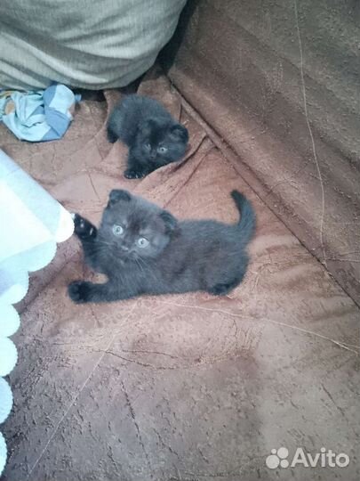 Шотландская вислоухая шиншилла