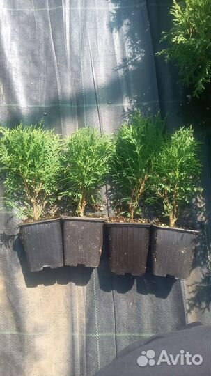 Туя шаровидная Даника