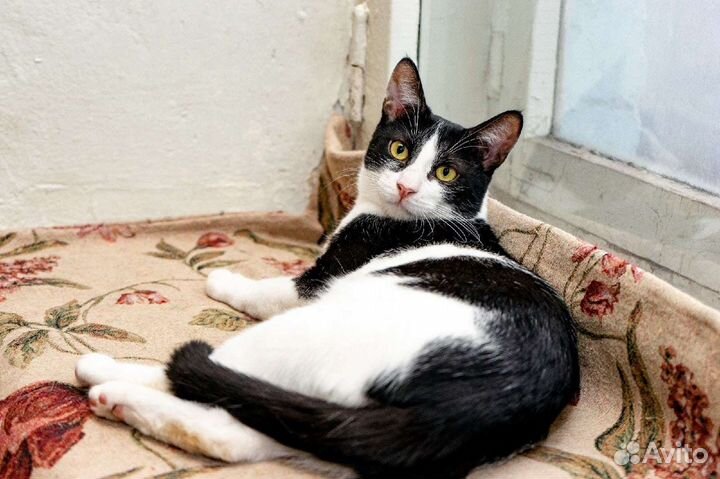 Кошки в добрые руки бесплатно