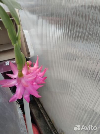 Красивоцветущие растения 1