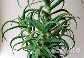 Алоэ пятилетний