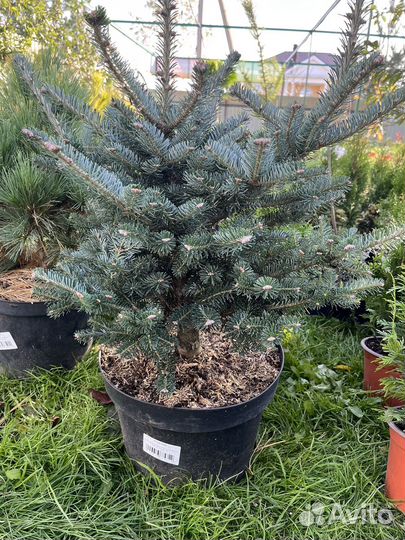 Пихта гибридная Дискус,с 10