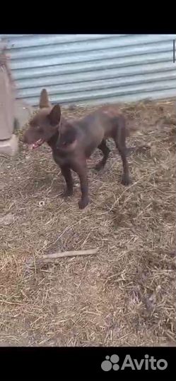 Австралийский келпи Вязка